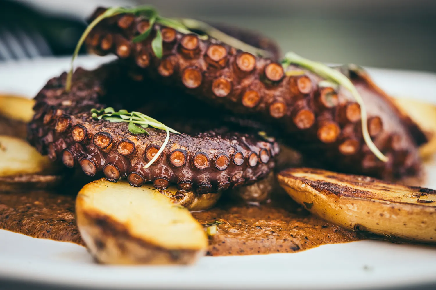 Grilled octopus plated dish
